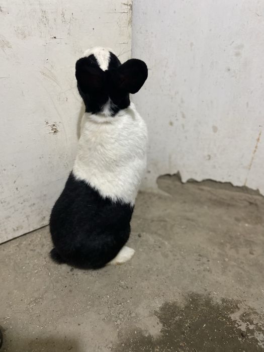 Galland panda sotiladi