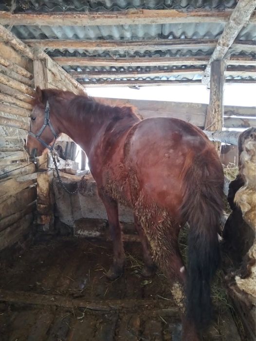 5 жасар айгыр сатылады