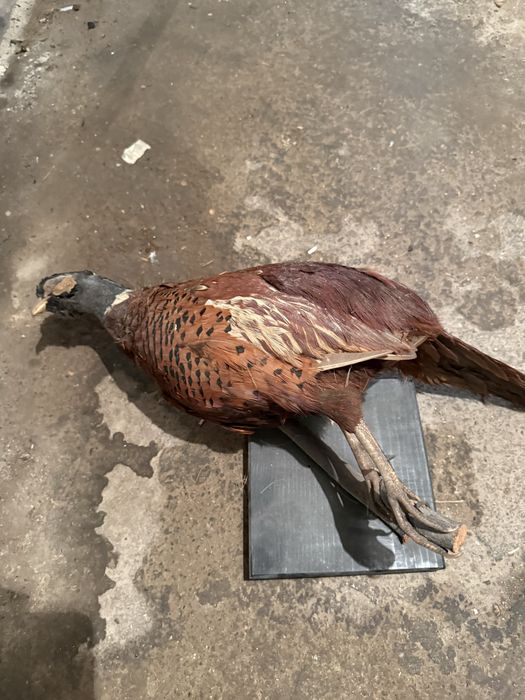 Продавам препариран фазан