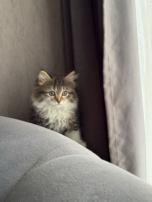 Котёнок девочка