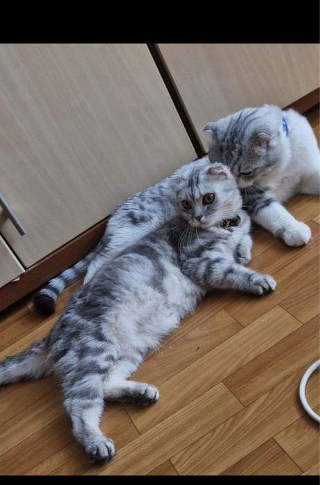 Шотланский веслоухий