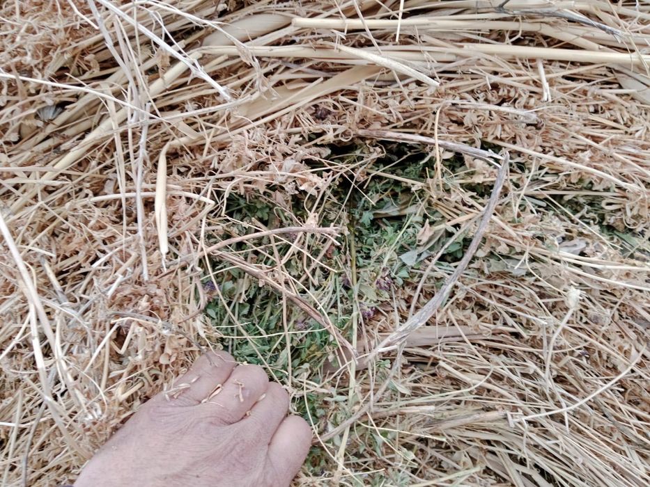 Продам сено( люцерна) второй покос в рулонах