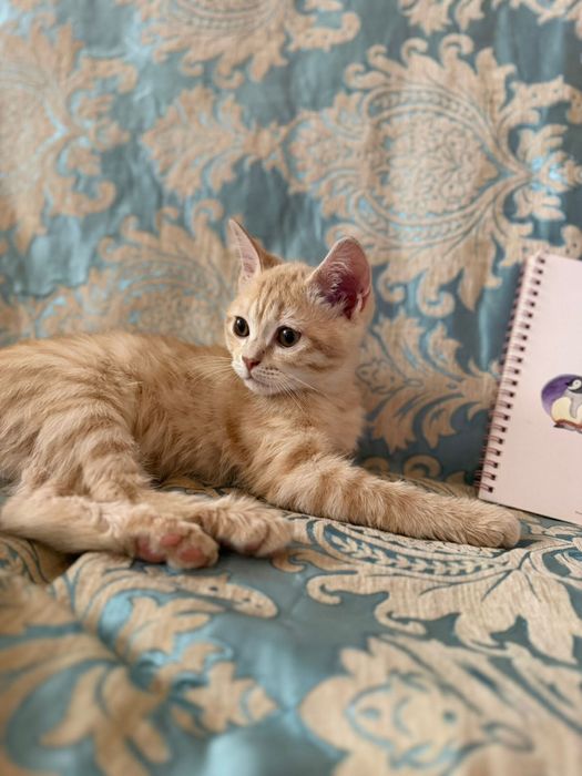 Котенок метис шотландец