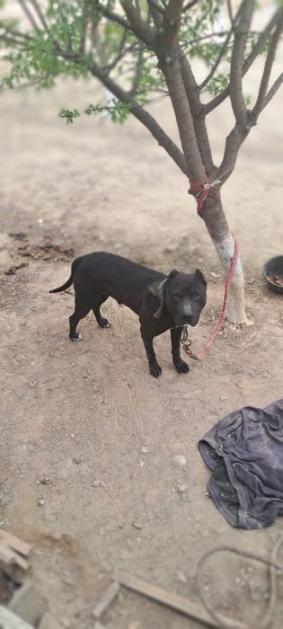 Пит собака 1.5 года