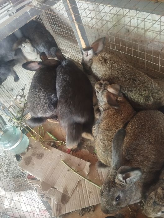 Quyonlar sotiladi erkak urgʻochi aralash 3oyli 70mindan