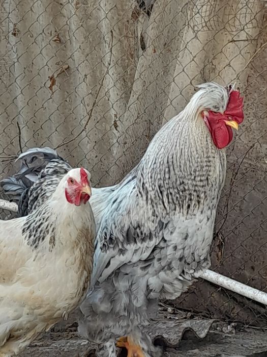 Прою яйца браммы