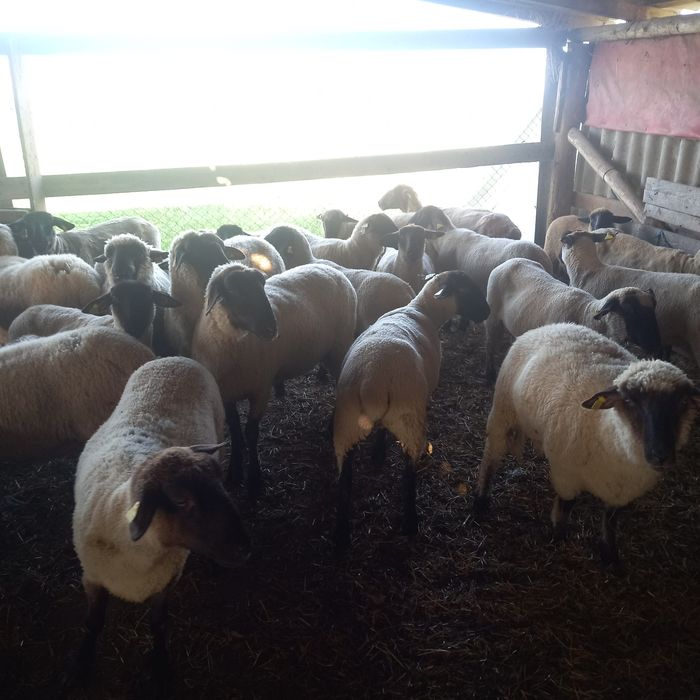 Oi sufolk si mégis tinere si gestante