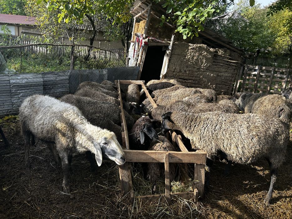 Oi romanov de vanzare