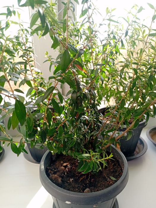 Продам цветы Мирт