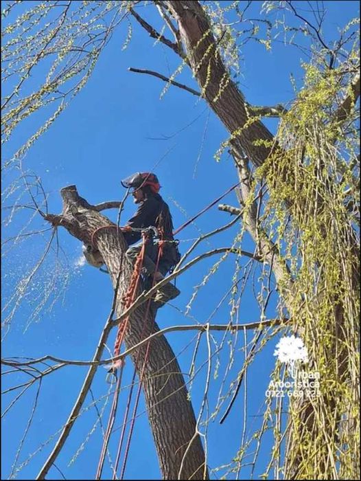 Doborare Taiere Defrisare Copaci Arbori Pomi Buftea