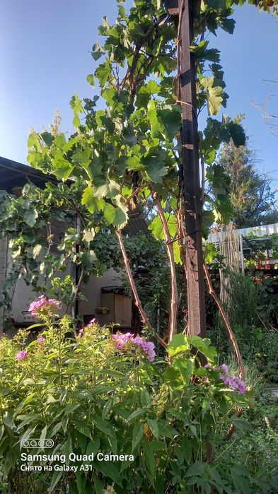 Саженцы Винограда