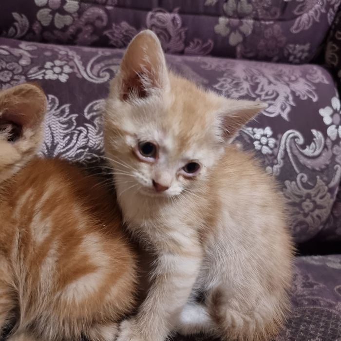 Продам котенка мальчика британец