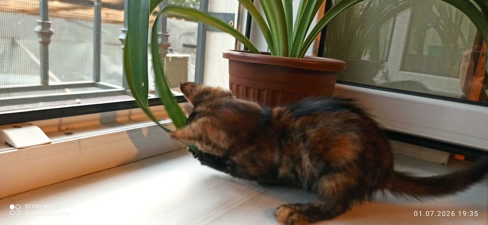 Пристраивается котенок девочка в хорошие руки. 2 месяца.