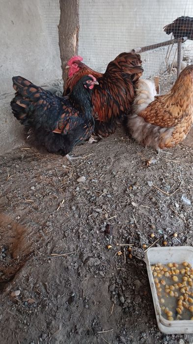 Инкубационные яйца