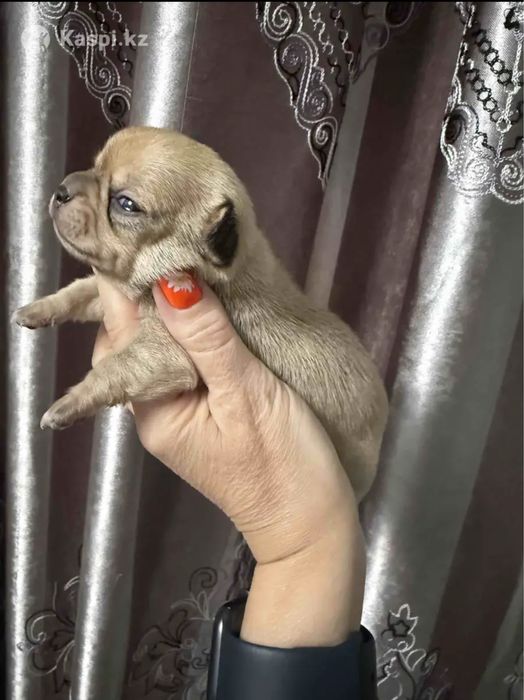 Щенки чихуахуа мальчишки