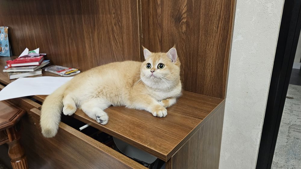 Продаётся чистокровная британка оригинал ny12 окрасе