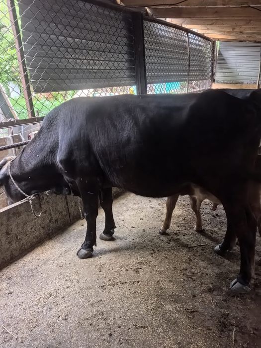 Продам продам продам