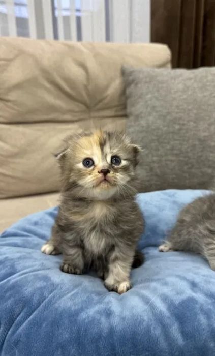 Котята веслоухие девочкаи, 1.5 мес!К лотку приучена, пришите на вотса
