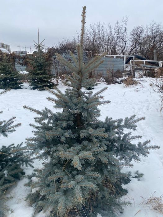 Ели голубые , самовывоз