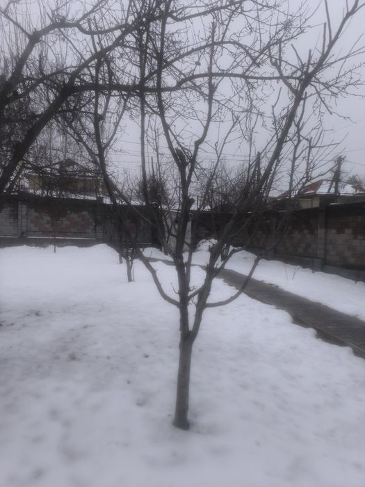 Обрезка деревьев. Обработка деревьев