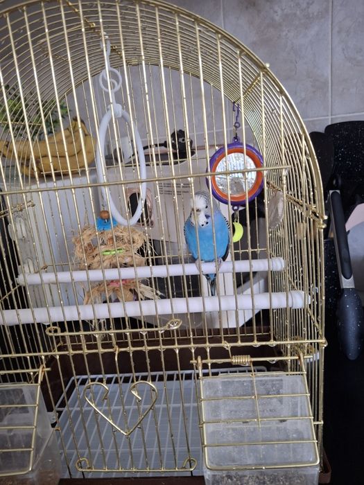 Волнистый попугай