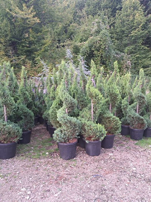 Tuia Leylandy,smarald columnaris.