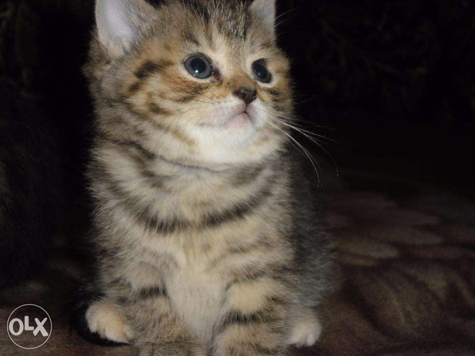 Питомник "Шерхан"предлагает к продаже котят.