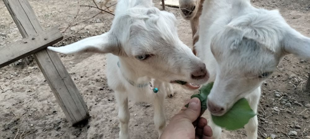 Сүтті лақ, козочка, заанеская