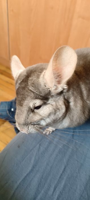 Шиншилла с клеткой
