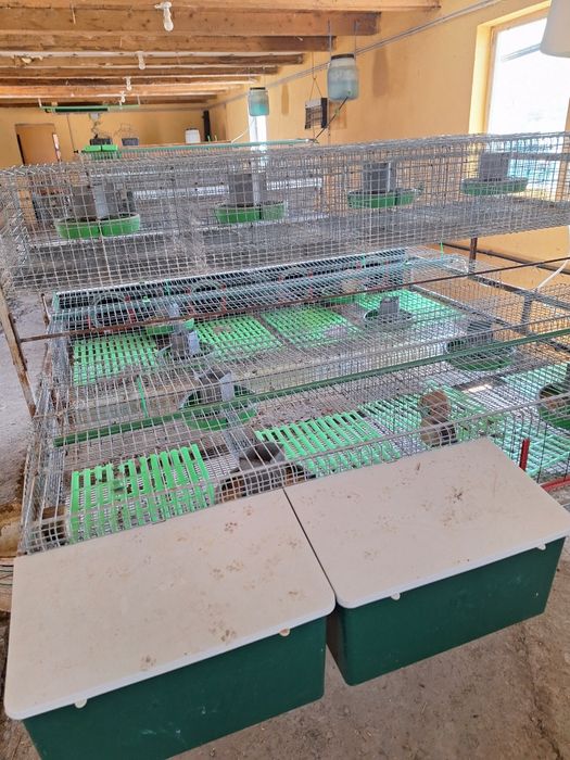 Custi iepuri profesionale