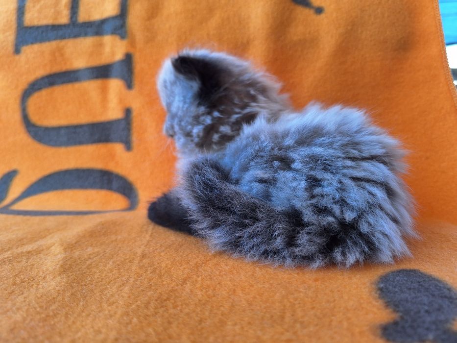 Персийско коте (колорпойнт)