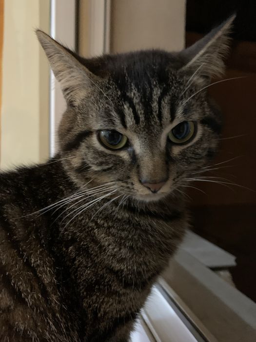 Două pisici adorabile pentru adopție – Brașov | Motan 1 an + pisicuță 5 luni