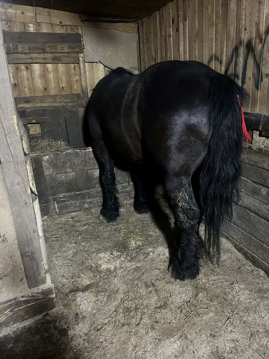 Vand armasar de 4 ani