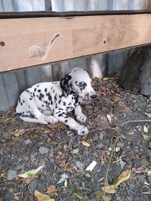 Животные собаки далматин