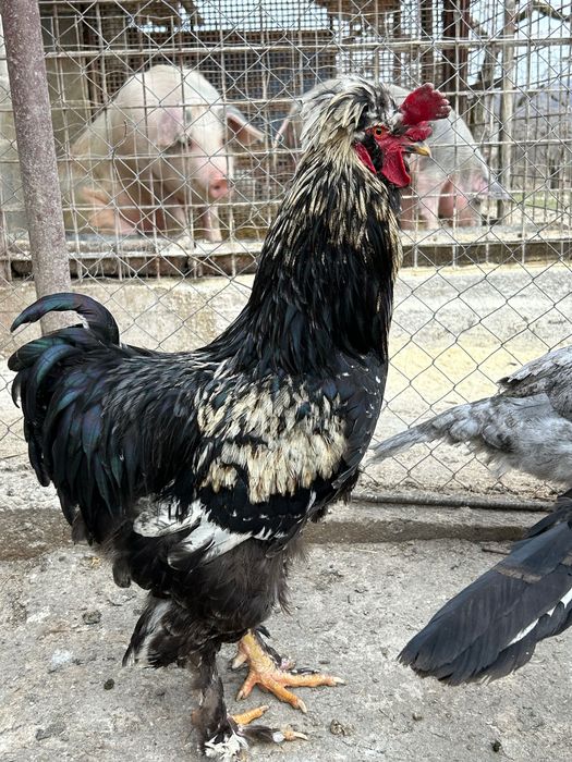 Cocoși și Găini moțate
