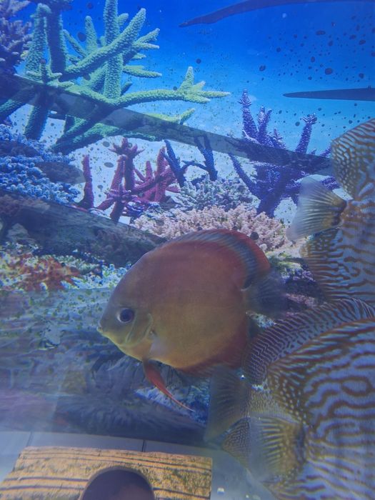 Продается дискус Ред ковер самка