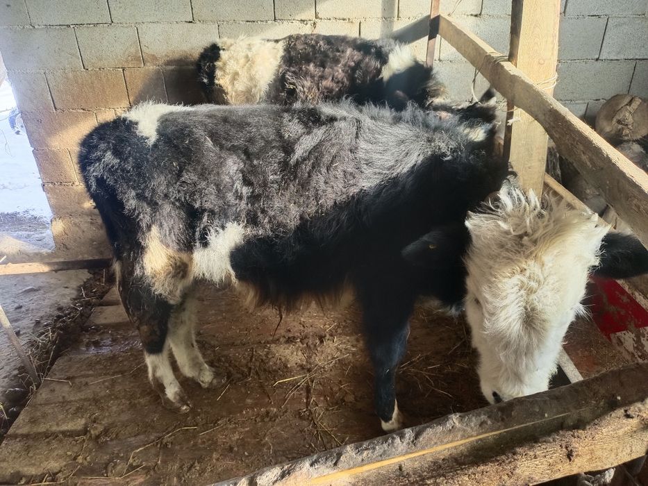 Продаю бычка 8 месячный