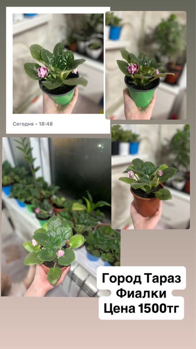 Фиалки в горшке около 60 горшков