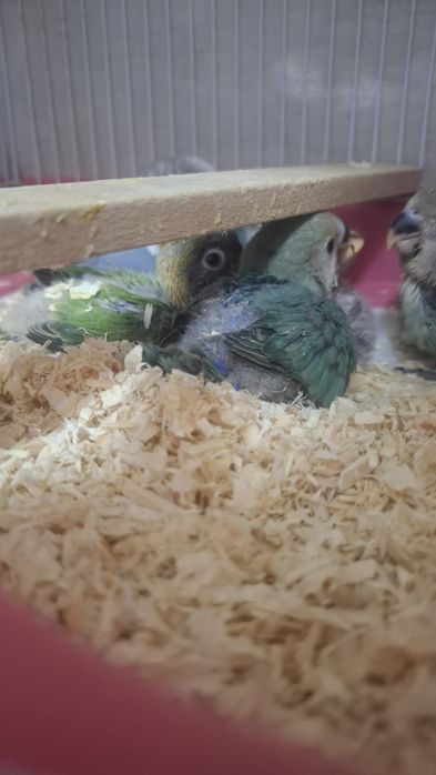 Pui de agapornis