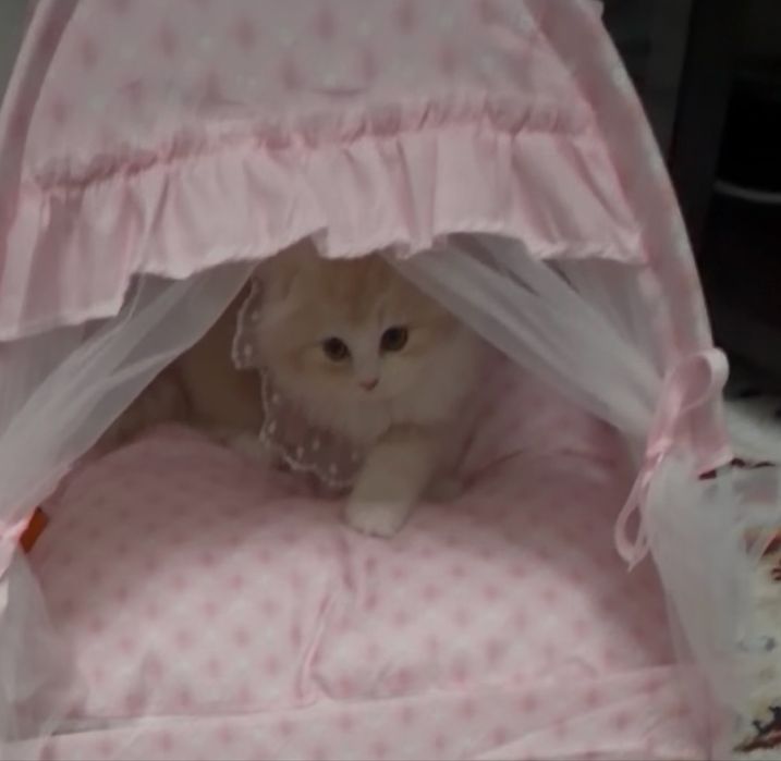 Scottish Fold кошечка