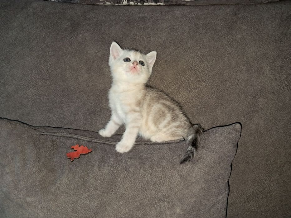 Шотландский котёнок. Мальчик