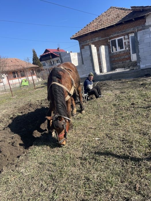 Vand cal varsta 10 ani