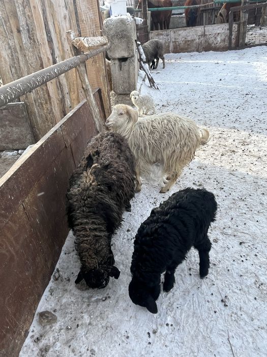 Козылы кой сатыламын