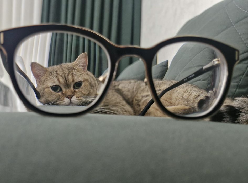 Mushuk sotiladi sogʻlom va aqillik