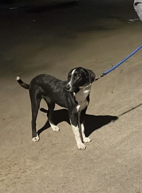 Ищем любящих хозяев для собаки!