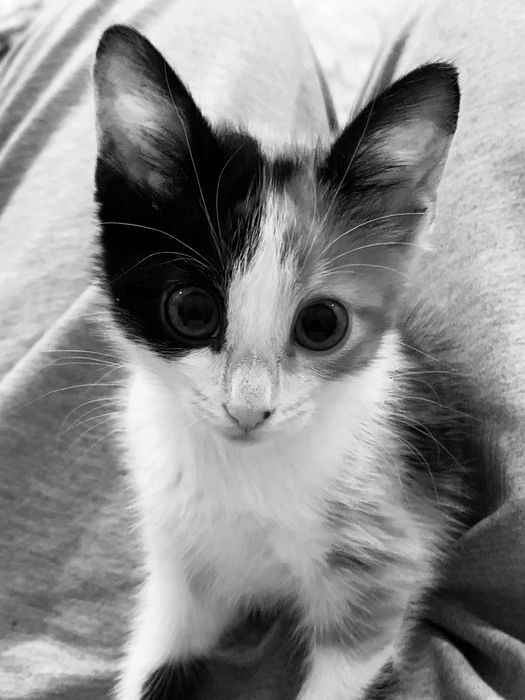 отдам даром котенка