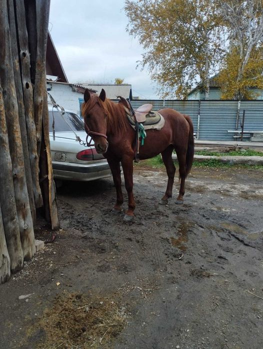 Екі донен сатылымда міңгі жуас