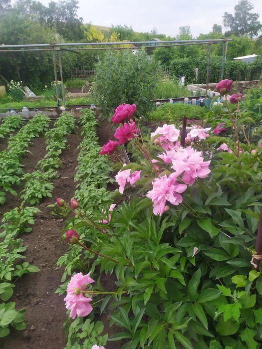 Продам дачу для души