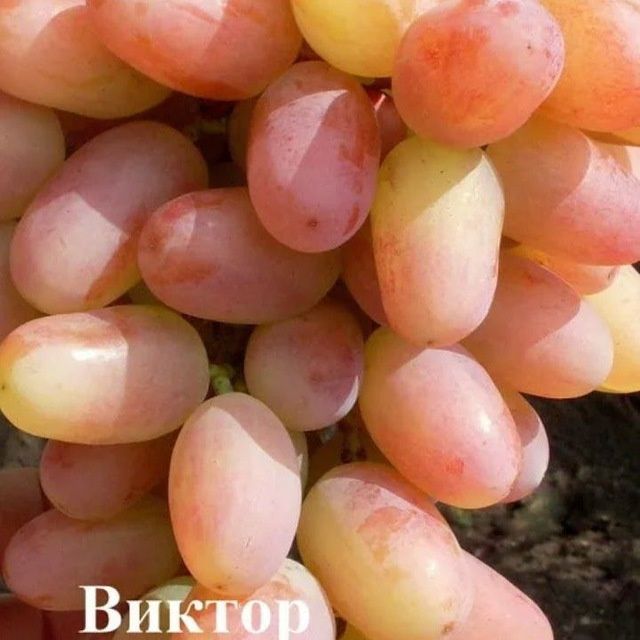 УЗУМ Аватар ламбаржини хелойин алвика велика сакура американски блек