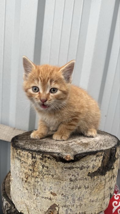 Котята 1,5 месяцев